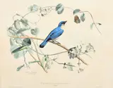 Pie-Grieche Bleue de Madagascar by Édouard Traviès, lithograph, sold Jan 2023