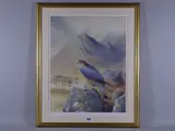 Print - an alert peregrine falcon on a rock in a by Phillip Snow coloured limited edition, print, sold Nov 2018