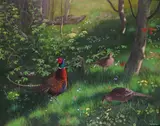 Pheasants in dappled shade Signed Oil on board 80 x 100cm ++Good condition by Douglas Anderson, Oil on board, offered Jun 2016