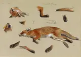 Studies of a fox Signed with initials, inscribed and dated June 6 by Archibald Thorburn, Watercolour with pencil and bodycolour on buff paper, sold Jun 2016