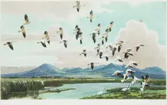 Snow Geese in California; Mallard dropping in; Pintail over the marshes; Barnacle geese flighting on to tidal mud flats; Barnacle geese flighting in by Peter Markham Scott, sold Oct 2013