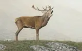 Roaring stag by Simon Turvey, watercolour, offered Oct 2013