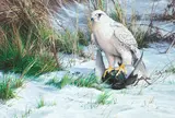 The Gyr Falcon by Alan M. Hunt, gouache, offered Oct 2013