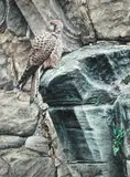 Kestrel at Fountains Abbey by Alan M. Hunt, gouache, offered Oct 2013
