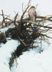 The Sparrowhawk by Alan M. Hunt, gouache, offered Oct 2013