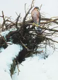 The Sparrowhawk by Alan M. Hunt, gouache, offered Oct 2013