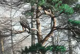 Buzzard in Sherwood forest by Alan M. Hunt, gouache, sold Oct 2013