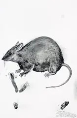 Western Mouse by Brett Whiteley, 1992, watercolour and ink on paper, offered Sep 2010