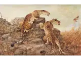 Leoparden Beim Ausspähen von Beute by George Majewicz, oil on canvas, offered Dec 2023