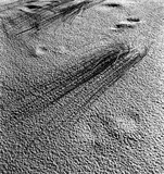 Dünenhalme, Sylt by Bleicke Bleicken, 1931, Silbergelatineabzug des Nachlasses, 2010, sold Nov 2017