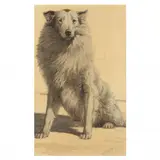 Collie by George Ford Morris, Charcoal and pastel on paper, sold Feb 2024