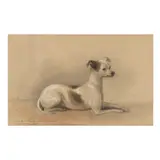 Study of an Italian Greyhound by Alexander Blaikley, Graphite and pastel on paper, sold Feb 2024