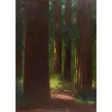 Redwoods (Humboldt County) by Charles Theller Wilson, oil on board, sold Dec 2023