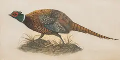 Pheasant by Werner Wildner, watercolor, sold Jan 2019