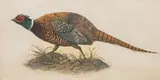 Pheasant by Werner Wildner, watercolor, sold Jan 2019