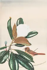 Von S. Dingle , Cardinal & Magnolia by Edward Von Siebold Dingle, watercolor and gouache on paper, sold Jan 2018
