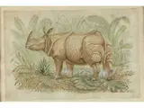 Darstellung Eines Stehenden Rhinozeros by Aloys Zötl, watercolor, sold Mar 2023