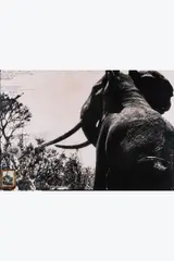 The Elephant, in the course of time has adopted man into his scheme of things with deep distrust..., Février by Peter Beard, 1965, Tirage argentique rehaussé et collage, sold Nov 2024