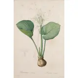 Untitled by Pierre-Joseph Redouté, engraving with coloring, sold Dec 2023