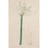 Untitled by Pierre-Joseph Redouté, engraving with coloring, sold Dec 2023