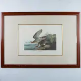 Large Offset Color Lithograph by Bartram Sandpiper, Bartram Sandpiper is a large color photo lithograph of plate, sold Jul 2024