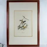 Large Offset Color Lithograph by Prothonotary Warbler, Prothonotary Warbler is a large color photo lithograph of pl, sold Jul 2024
