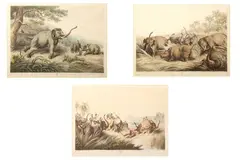 AFTER CAPT THOMAS WILLIAMSON The Tiger at Bay; Decoy Elephants from the Oriental Field Sports, (London: Edward Orme and B by William Samuel Howitt, print (other), offered Jul 2022