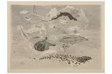 R.a. (1905-1984) by Anthony Gross, etching, offered Jul 2022