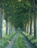 The Tree Avenue, Provence 1996 Chromogenic print Signed, dated 2006 and numbered 1/10 verso 139 x 110cm (54½ x 43¼ in.) Unframed Printed in 2006 by Marcus Lyon, 2006, Chromogenic print, offered Mar 2020