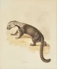 Otter Pen by William Samuel Howitt, Pen, ink and wash, offered Dec 2019