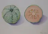 Study of a melon by Vicky Cox, watercolour, sold Aug 2021