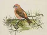 Crossbill on a pine branch by Peter Hayman, watercolour, sold Jul 2021