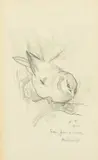 British, a study of a small bird on a branch by Archibald Thorburn, 1921, pencil, sold Nov 2022
