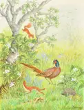A Pheasant and Hedgehog with other animals by Ella Bruce, watercolour, sold Nov 2022