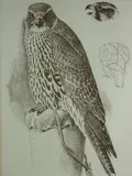 Untitled by Charles Frederick Tunnicliffe limited edition, lithograph, sold Dec 2017