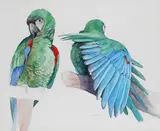 Studies of parrots Three, two signed and dated 84 and 85 All watercolour 37 x 44.5cm and smaller (3) ++1 by Emma Faull, watercolour, sold Jun 2016