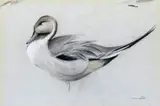 Study of a pintail Signed Pastel on grey paper 28.5 x 42.5cm ++Mount staining, some light creasing to paper otherwise good condition by Geoffrey Dashwood, Pastel on grey paper, sold Jun 2016