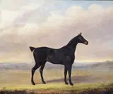 A dark bay hunter in a landscape Signed Oil on canvas 51 x 61cm; 20 x 24in by Samuel Spode, Oil on canvas, sold Mar 2016