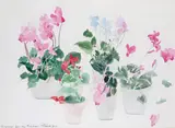 Mixed poppies; Cyclamen from the greenhouse Two, both signed, titled and dated 1979 and Jan 81 Both watercolour, framed as a pair 53.5 x 74cm; 21 x 29in (2) ++1 by Paul Gell, 1979, watercolour, sold Mar 2016
