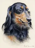 Study of a Dachshund Signed and dated 88 Pastel on buff paper 27.5 x 20cm; 10¾ x 8in ++Good condition by Paul R. Yeomans, Pastel on buff paper, offered Mar 2016