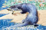Otter with fish by Charles Frederick Tunnicliffe, watercolour, sold Oct 2013
