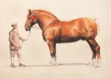 A Suffolk Punch and his groom by Cecil Charles Windsor Aldin, pastel, offered May 2013