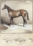 The Favourite 'Right Royal' in the stable, and 'Racing hard' by Cecil Charles Windsor Aldin, pencil and coloured chalks with white heightening, on ivorine, offered May 2013