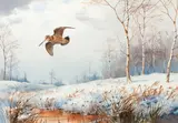 Woodcock in flight, by John Cyril Harrison, watercolour, sold May 2013