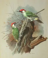 Green Woodpeckers by Basil Ede, watercolour, offered May 2013