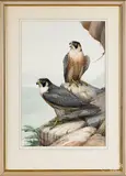 of two raptors perched on a rocky outcrop by Earl Lincoln Poole, watercolor and gouache, sold Oct 2019