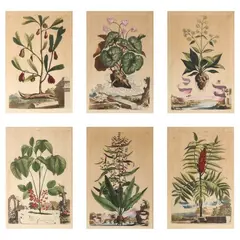 Six Botanical Engravings by Abraham Munting, Each a hand-colored engraving on laid paper, sold Jan 2024