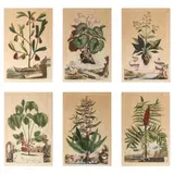 Six Botanical Engravings by Abraham Munting, Each a hand-colored engraving on laid paper, sold Jan 2024