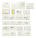Collection of 25 Studies of Birds by Judy Kitzman, Mixed Media on Paper, sold Apr 2025