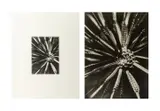 Microphotographie by Willy Kessels, 1930s, Gelatin Silver Print, sold Apr 2025